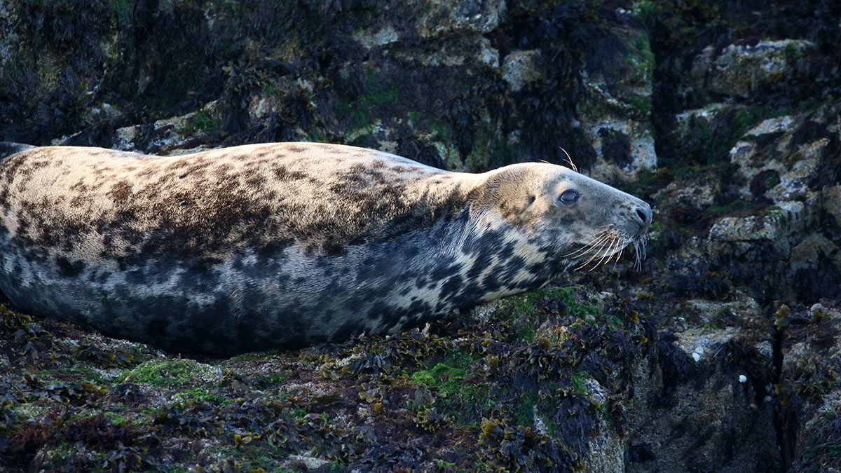 Grijze zeehond - Farne Islands